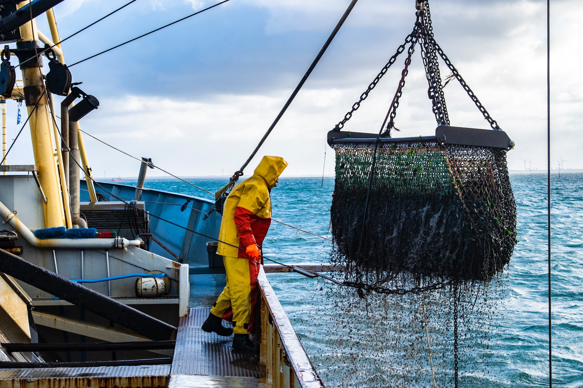 A commercial fisherman leads in a net full of fish on a commercial fishing vessel.