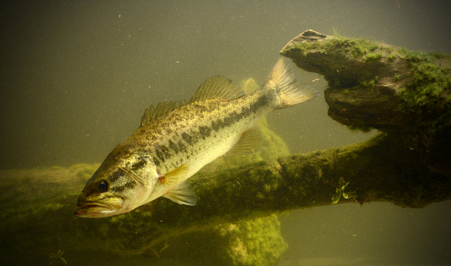 When Do Bass Spawn? Tips to Catch Big Bass During the Spawn