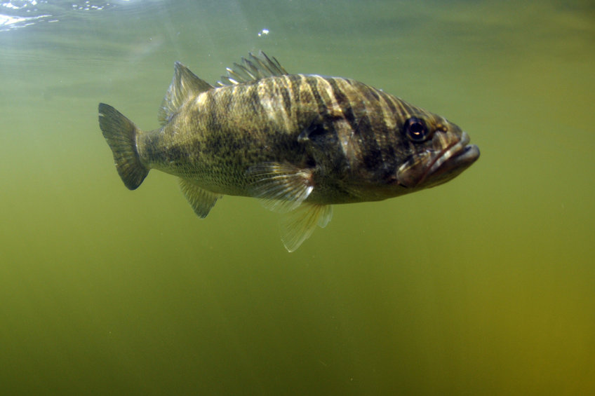 World Record Largemouth Bass: Weight, Location (and Full Story)